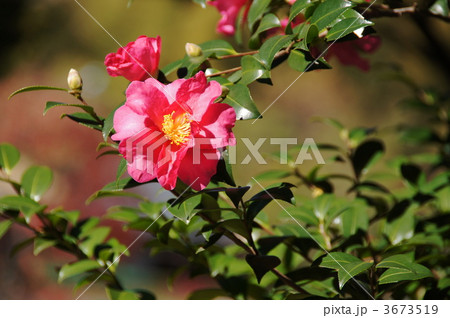 11月 サザンカ・ツバキ科19 11月 サザンカ・ツバキ科19 3673519