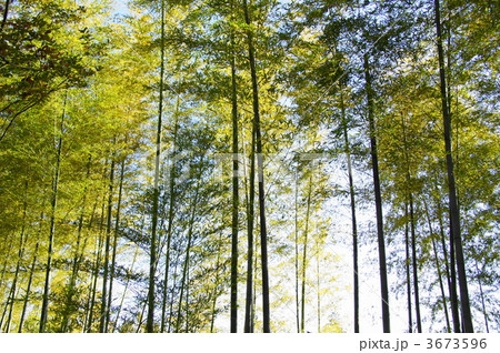 11月 モウソウチク・イネ科10 11月 モウソウチク・イネ科10 3673596