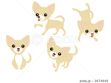 犬　チワワ　クリーム　ホワイト 3674640