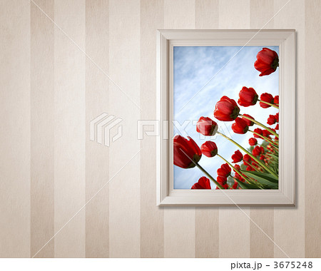 frame with tulips frame with tulips 3675248