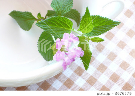 キャットミントの花 3676579