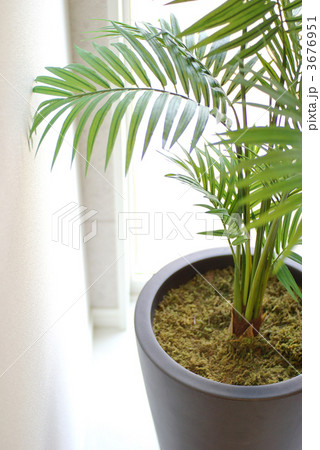 アレカヤシ　造花 3676951