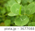 六葉のクローバー 3677088