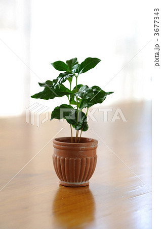 コーヒーの木　観葉植物 3677343