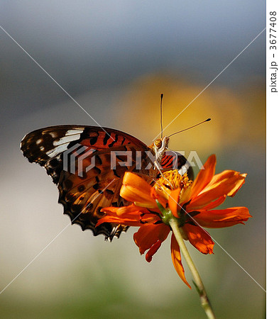 ツマグロヒョウモンとキバナコスモス 3677408