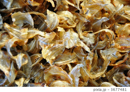 焼きいわし 3677481