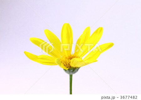 ツワブキ 3677482