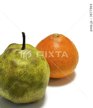 3677964