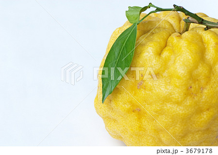 鬼ゆず(獅子ゆず) 鬼ゆず(獅子ゆず) 3679178