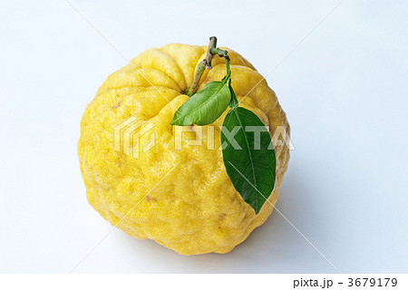 鬼ゆず(獅子ゆず) 鬼ゆず(獅子ゆず) 3679179