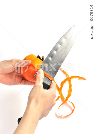 干し柿作り 皮むき ② 3679314