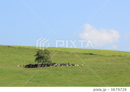 牧草地と牛・北海道中標津 3679726