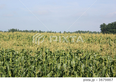 トウモロコシ畑・十勝芽室町 3679867