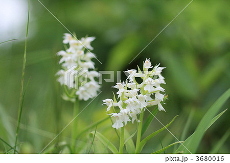 ハクサンチドリ ハクサンチドリ 3680016