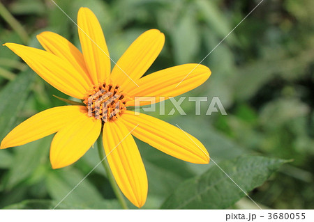 キクイモの花 キクイモの花 3680055