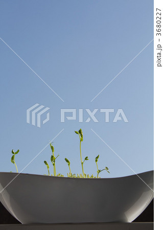 豆苗 豆苗 3680227