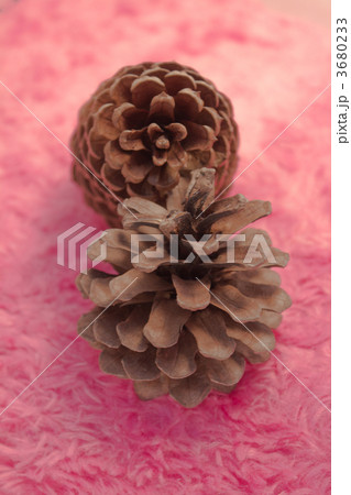 松ぼっくり 3680233