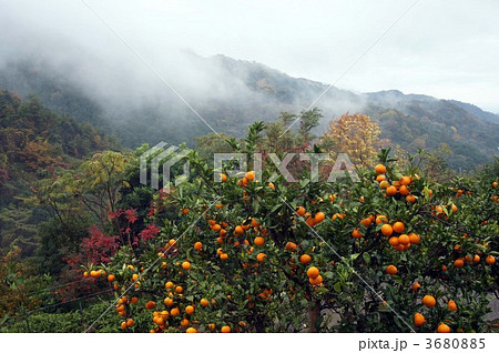 みかん山風景 みかん山風景 3680885