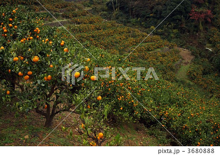 みかん畑風景 3680888