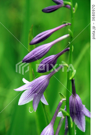 コバギボウシ 3680970