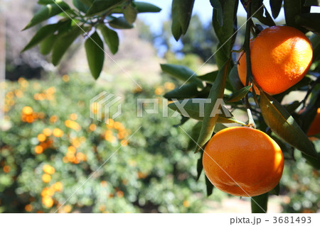みかん畑 3681493
