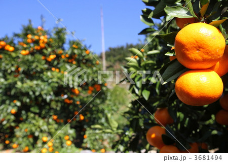 みかん畑 3681494