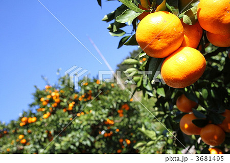 みかん畑 3681495
