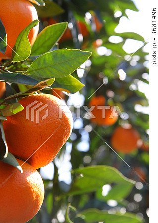 みかん畑 3681496