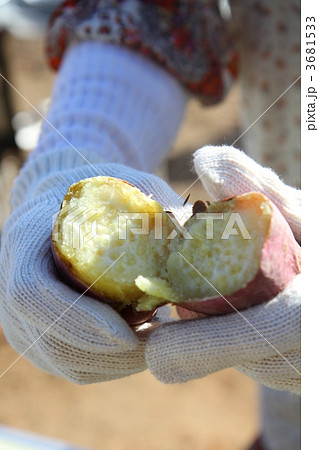 やきいも 3681533