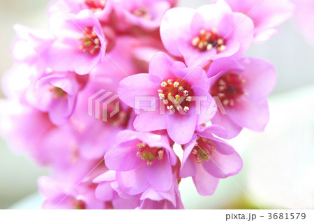 ベルゲニアの花 3681579