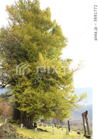 大イチョウと葉のジュータン 3681772