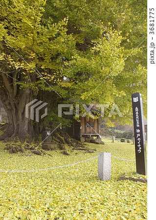 イチョウの葉のジュータンと社 3681775