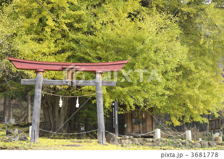 神戸(ごうど)の大イチョウ 神戸(ごうど)の大イチョウ 3681778