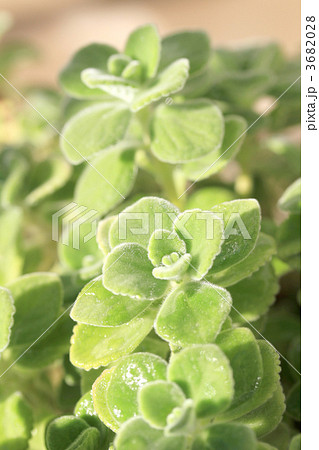 アロマティカス　縦 3682028