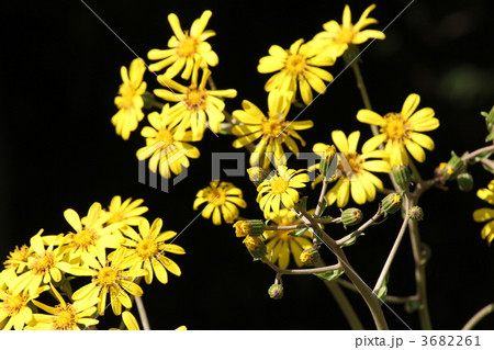 ツワブキ 3682261