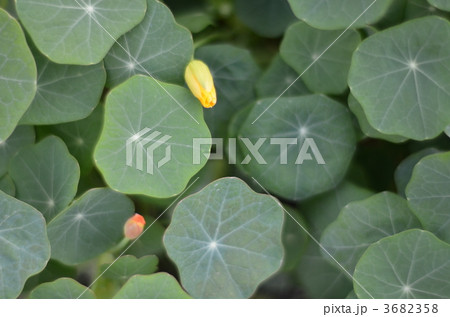 ナスタチウムの蕾 3682358