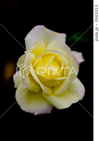 ピース ピース 3683013