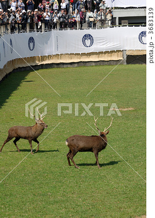 鹿の角きり 3683139