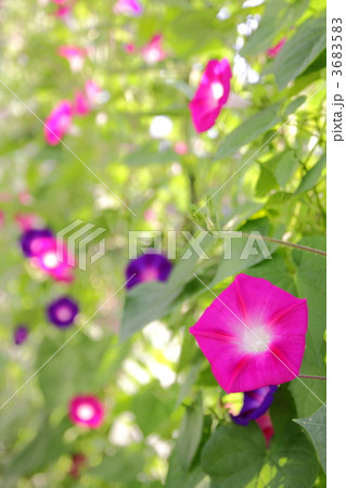 朝顔でつくった緑のカーテン 3683583