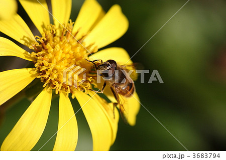 【ミツバチとツワブキ】 3683794