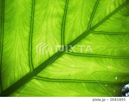 クワズイモの葉 八重山諸島 クワズイモの葉 八重山諸島 3683895