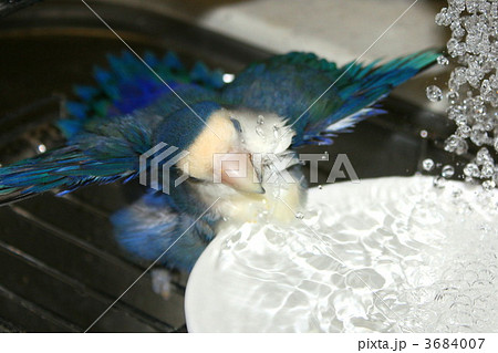 小桜インコの水浴び 小桜インコの水浴び 3684007