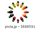 木の実・イヌマキのカラーサークル 3688591