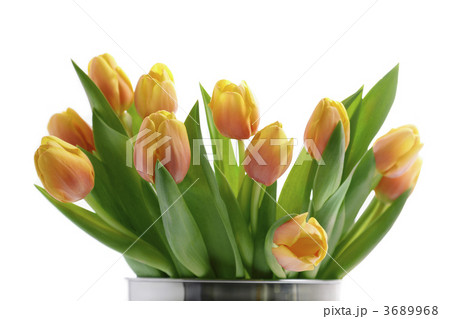 tulips 3689968