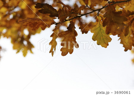 Autumn  leaves 3690061
