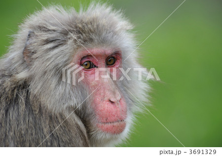ニホンザル ニホンザル 3691329