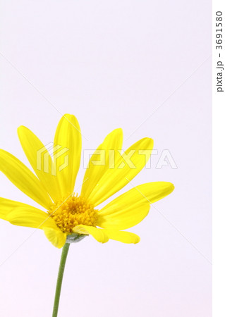 ツワブキ 3691580