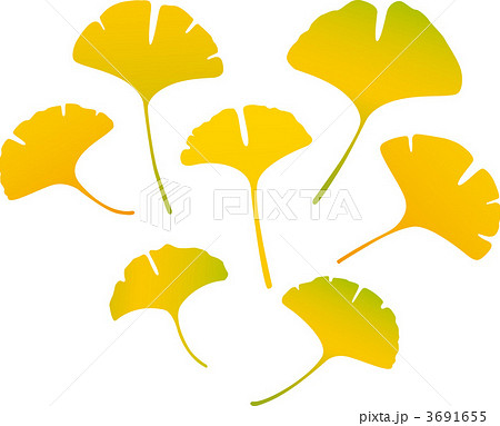 銀杏の葉のイラスト素材