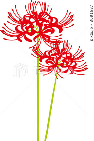 彼岸花のイラスト素材