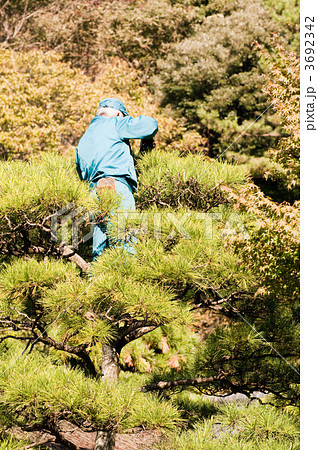 剪定作業 3692342